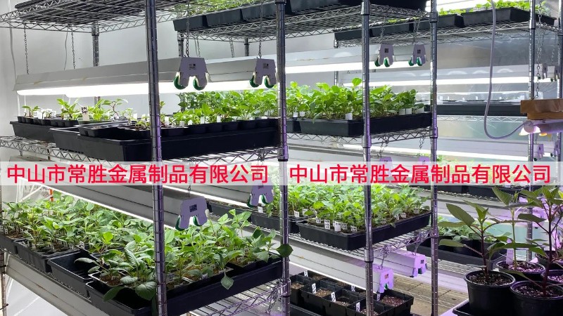 商用室內(nèi)種子培育架種植架案例分享